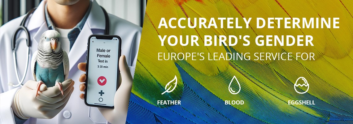 Know your bird's sex — from a single feather.