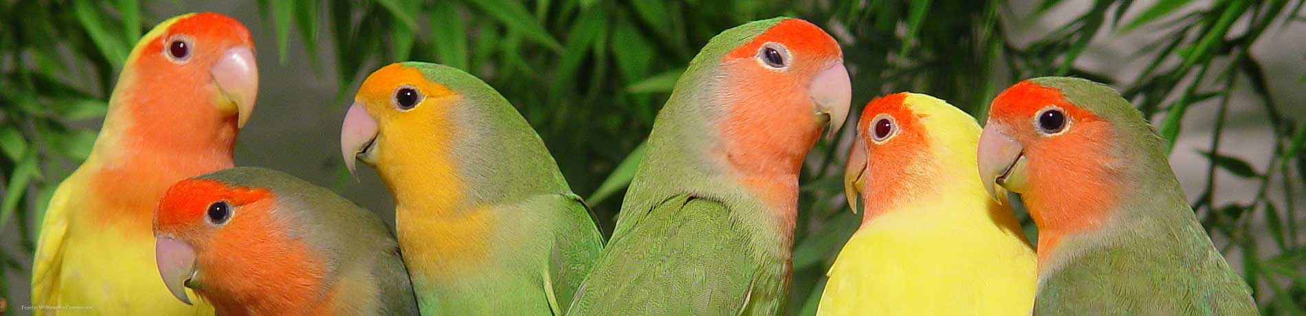 bird sexing
