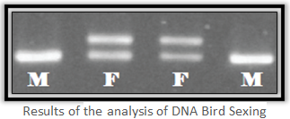 bird dna analysis