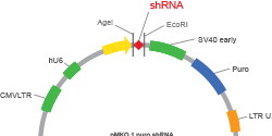 plasmid and mithovondrial